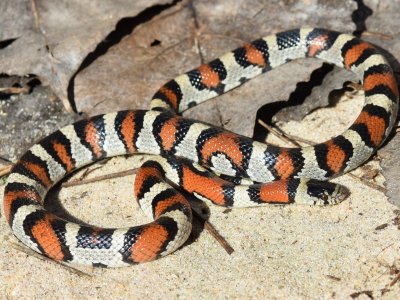 Husbandry Handbook: Milk snake - Lampropeltis triangulum ssp.